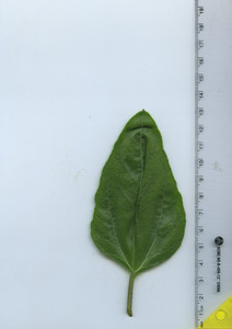 leaftop