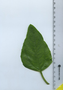 leaftop