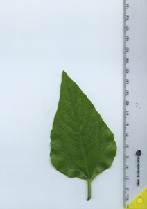 leaftop
