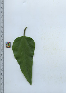 leaftop