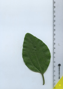 leaftop