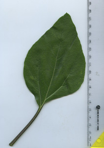 leaftop