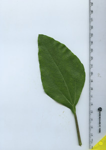 leaftop