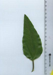leaftop