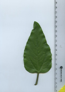 leaftop