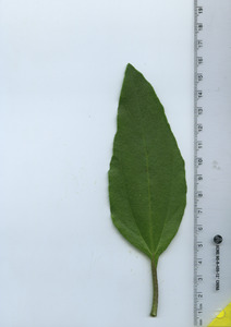 leaftop