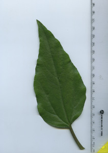 leaftop