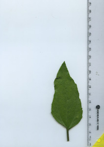 leaftop