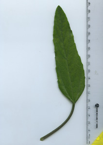 leaftop