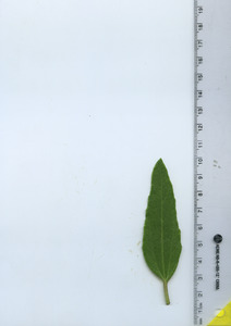leaftop