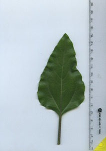 leaftop