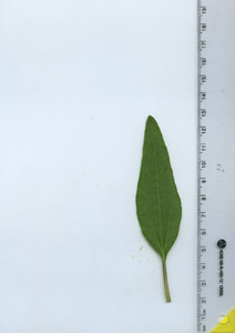 leaftop