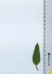 leaftop