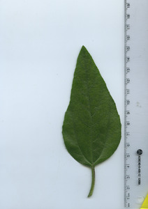 leaftop