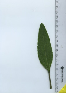 leaftop