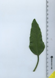 leaftop