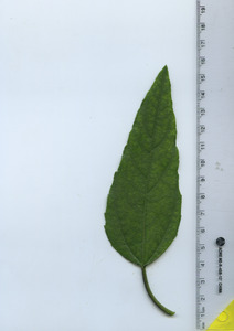 leaftop
