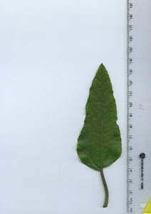leaftop