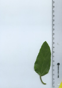 leaftop