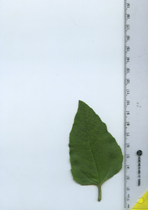leaftop