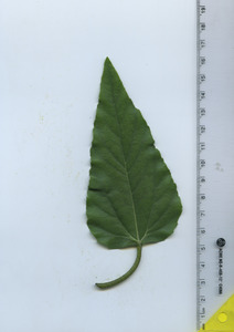 leaftop