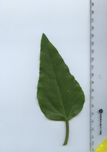 leaftop