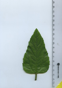 leaftop
