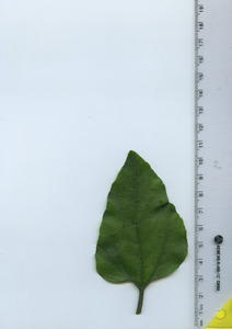 leaftop