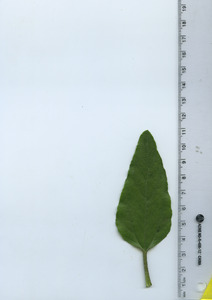 leaftop