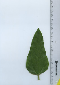leaftop