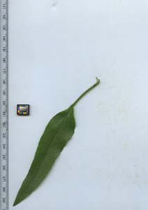 leaftop