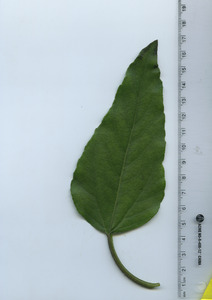 leaftop