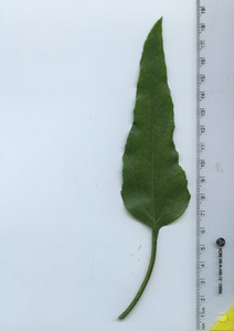 leaftop