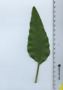leaftop