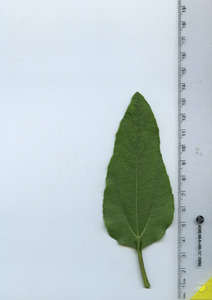 leaftop