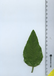leaftop