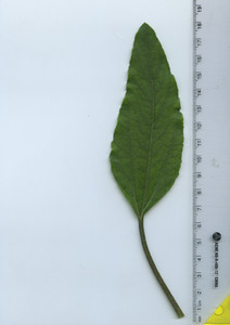 leaftop