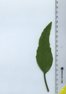 leaftop