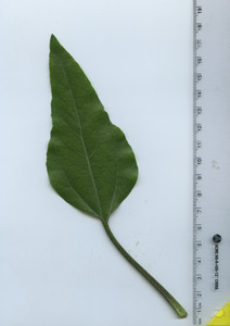 leaftop