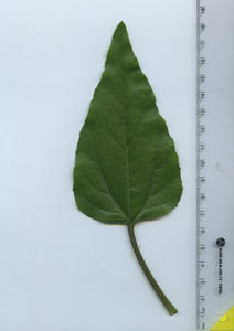 leaftop