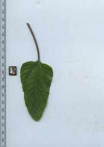 leaftop