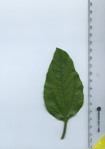 leaftop