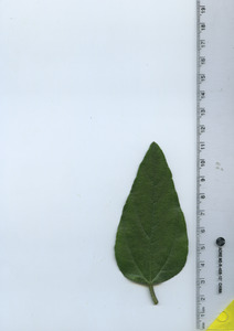 leaftop
