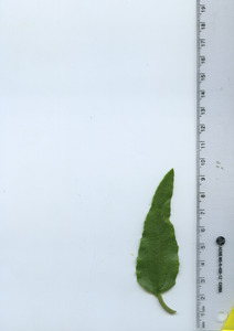 leaftop