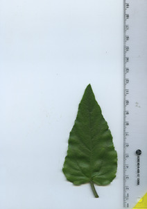 leaftop