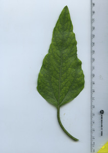 leaftop