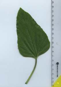 leaftop