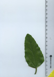 leaftop