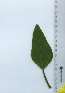 leaftop
