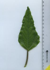 leaftop